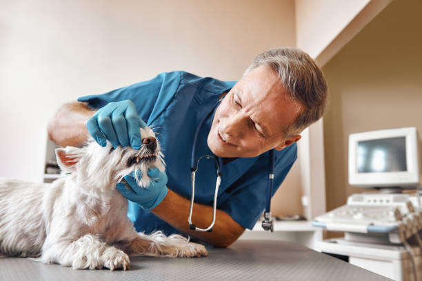 Best Same-Day Emergency Dental Services in Zebulon, GA